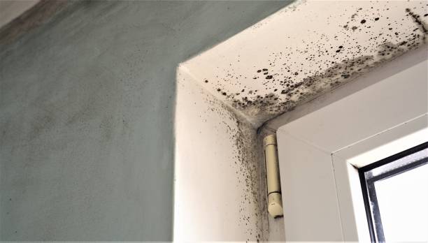 Best Dehumidification Services  in Holly Hill, FL