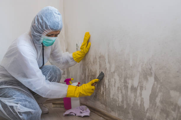 Best Mold Remediation for Healthcare Facilities  in Holly Hill, FL