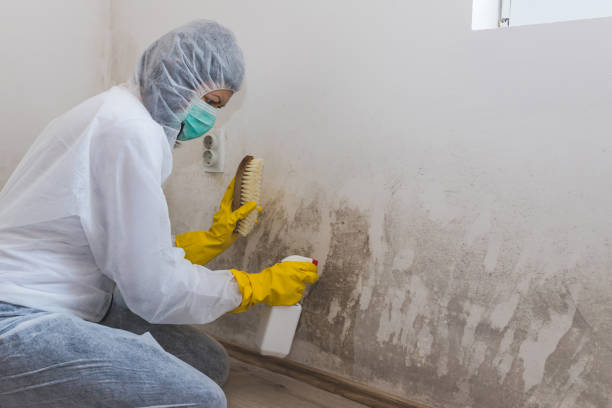 Best Mold Prevention Services  in Holly Hill, FL
