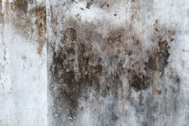Best Mold Odor Removal Services  in Holly Hill, FL