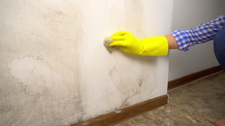 Best Asbestos and Lead Testing During Mold Inspection  in Holly Hill, FL