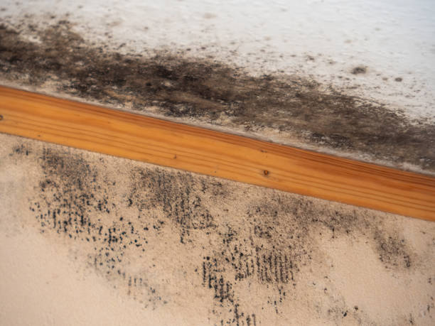  Holly Hill, FL Mold Removal Pros